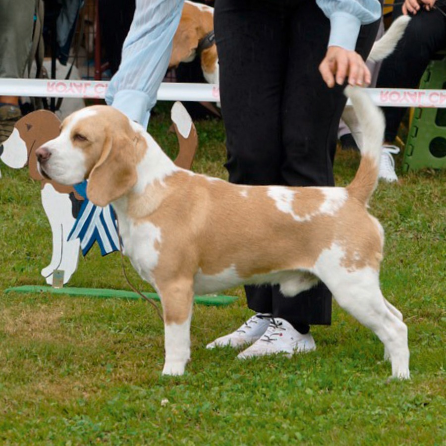 Beagle show