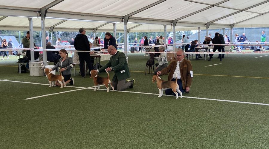 Beagle show